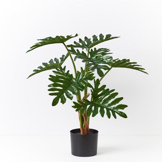 Philodendron Selloum Plant Pack of 2