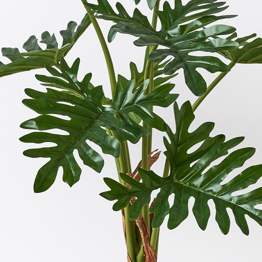 Philodendron Selloum Plant Pack of 2