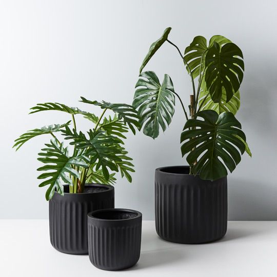 Philodendron Selloum Plant Pack of 2