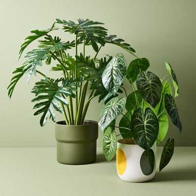 2 x Philodendron Selloum Plant