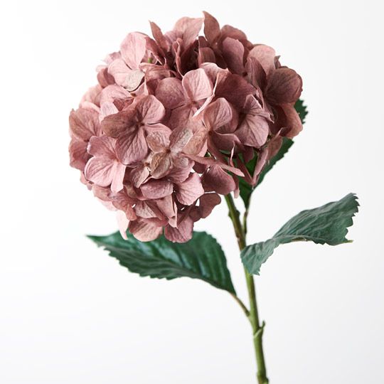 Hydrangea Pack of 12