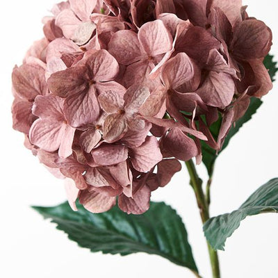 Hydrangea Pack of 12