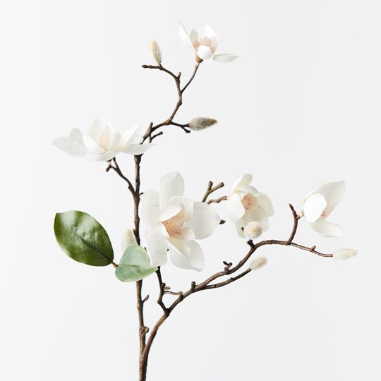 12 x Magnolia Japanese Spray