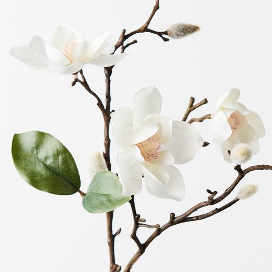 12 x Magnolia Japanese Spray