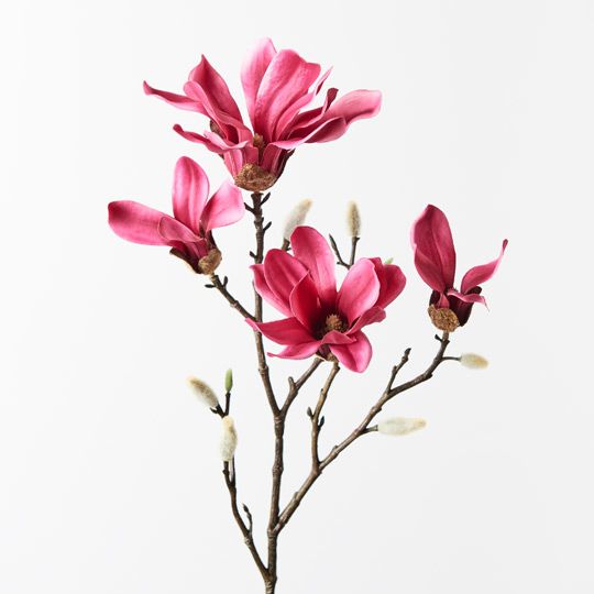 Magnolia Japanese Spray Pack of 12