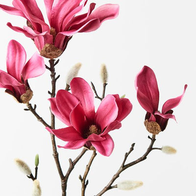 Magnolia Japanese Spray Pack of 12