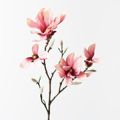 Magnolia Japanese Spray Pack of 12