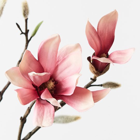 Magnolia Japanese Spray Pack of 12