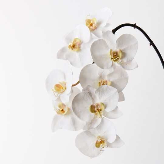 12 x Orchid Phalaenopsis x8