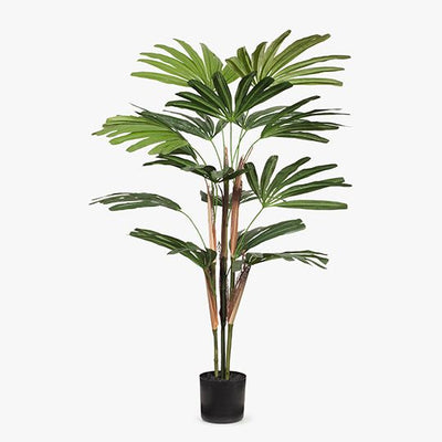 Palm Rhapis Pack of 2