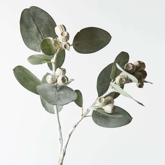 12 x Eucalyptus Tetragona Spray