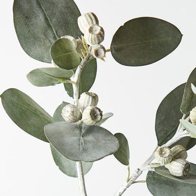 12 x Eucalyptus Tetragona Spray