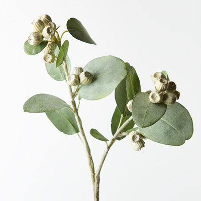 12 x Eucalyptus Tetragona Spray