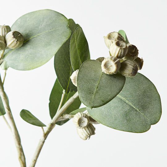 12 x Eucalyptus Tetragona Spray