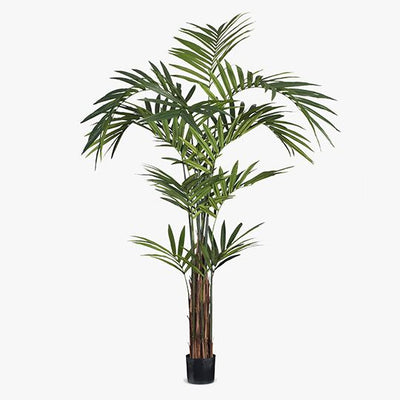 2 x Palm Kentia