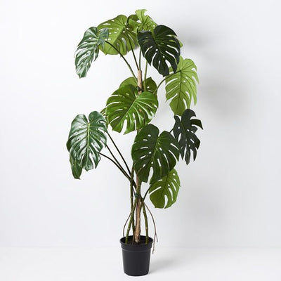 2 x Monstera Vine Plant