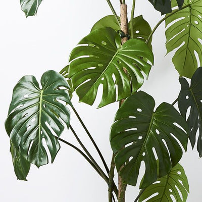 2 x Monstera Vine Plant