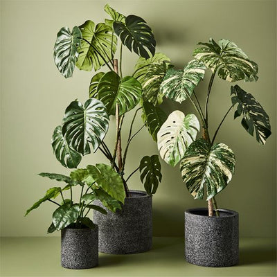 2 x Monstera Vine Plant