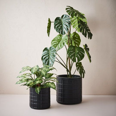 2 x Monstera Vine Plant