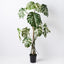 2 x Monstera Vine Plant