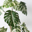 2 x Monstera Vine Plant