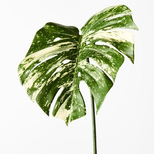 12 x Monstera Leaf