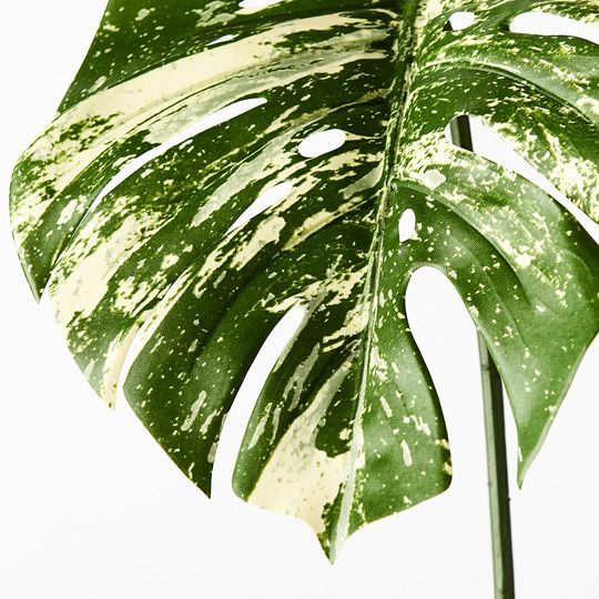 12 x Monstera Leaf