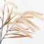 Pampas Grass Spray Pack of 12