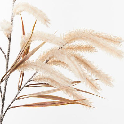 Pampas Grass Spray Pack of 12