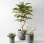 2 x Flannel Flower Plant