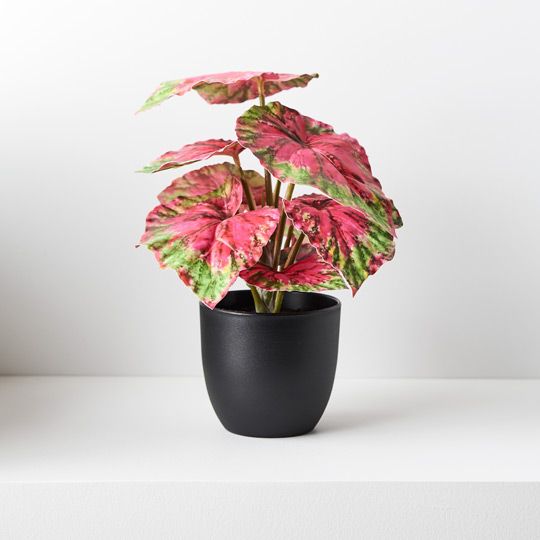 6 x Begonia in Pot