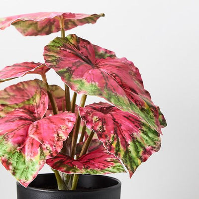 6 x Begonia in Pot