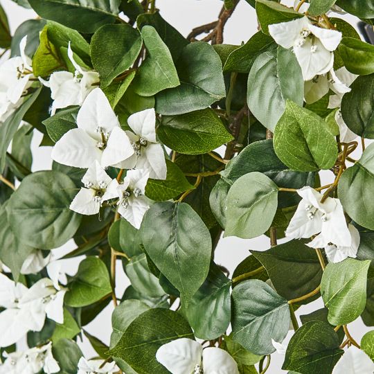 6 x Bougainvillea Hanging Bush