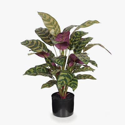 2 x Calathea Plant