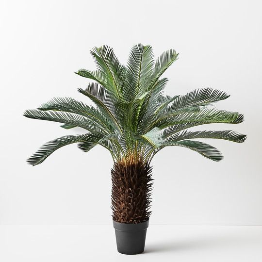 Palm Cycad Pack of 2