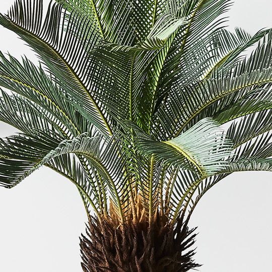 Palm Cycad Pack of 2