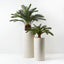 Palm Cycad Pack of 2