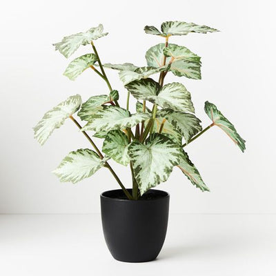 4 x Begonia in Pot