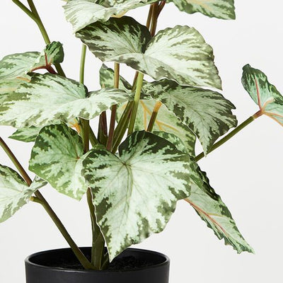 4 x Begonia in Pot