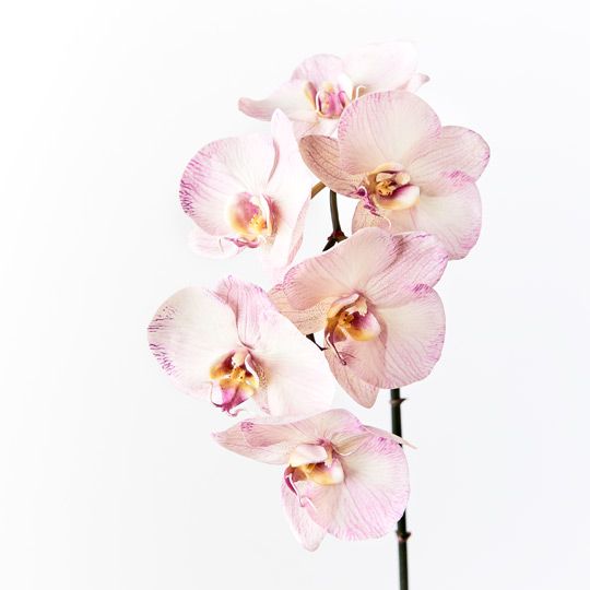 12 x Orchid Phalaenopsis Infused x6