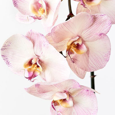 12 x Orchid Phalaenopsis Infused x6