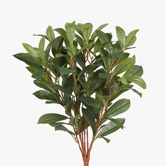 12 x Laurel Leaf Bush