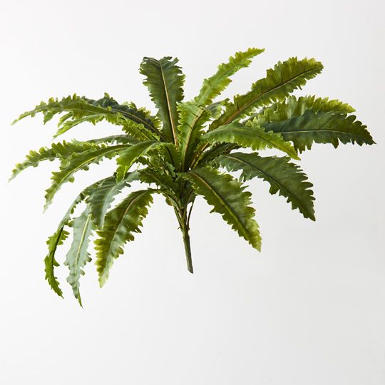 12 x Fern Asplenium Bush