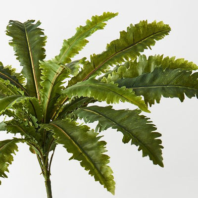 12 x Fern Asplenium Bush