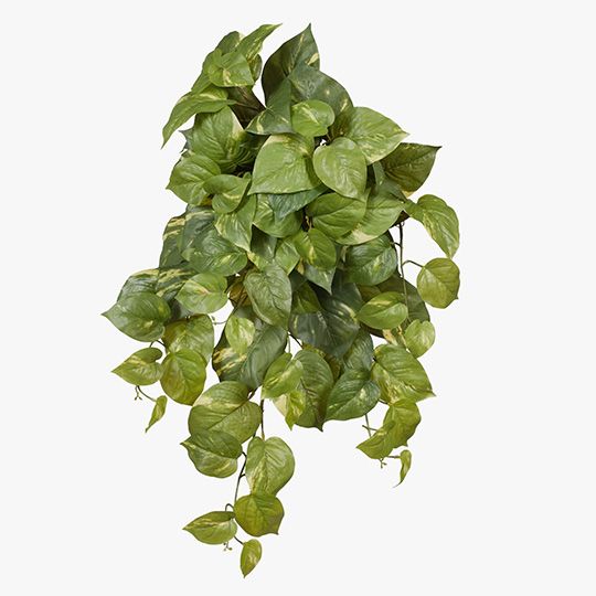 6 x Pothos Hanging Bush