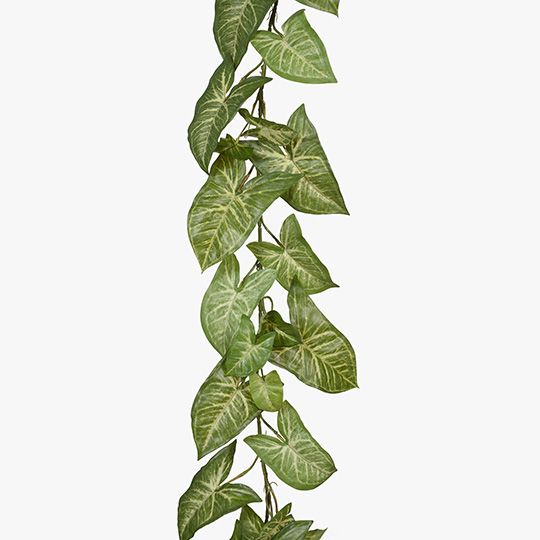 6 x Syngonium Garland