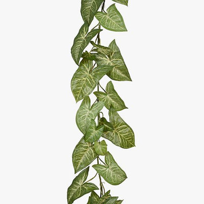 6 x Syngonium Garland