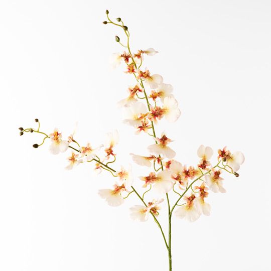 Orchid Dancing Pack of 12