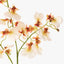 Orchid Dancing Pack of 12
