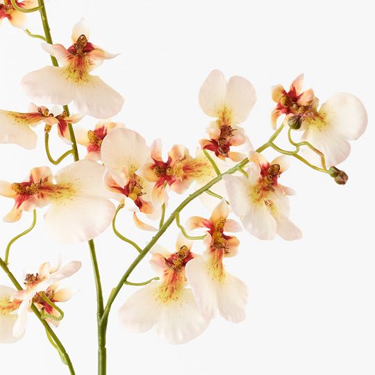 Orchid Dancing Pack of 12